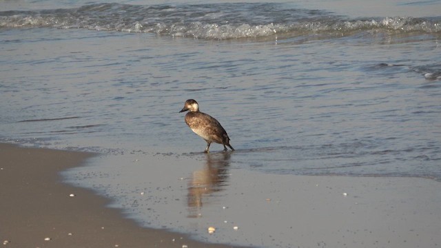 Black Scoter - ML612981227