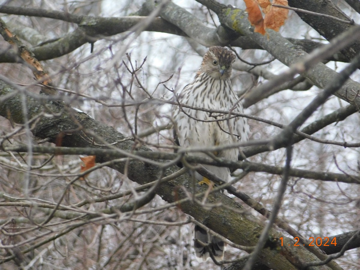 Cooper's Hawk - ML612981234