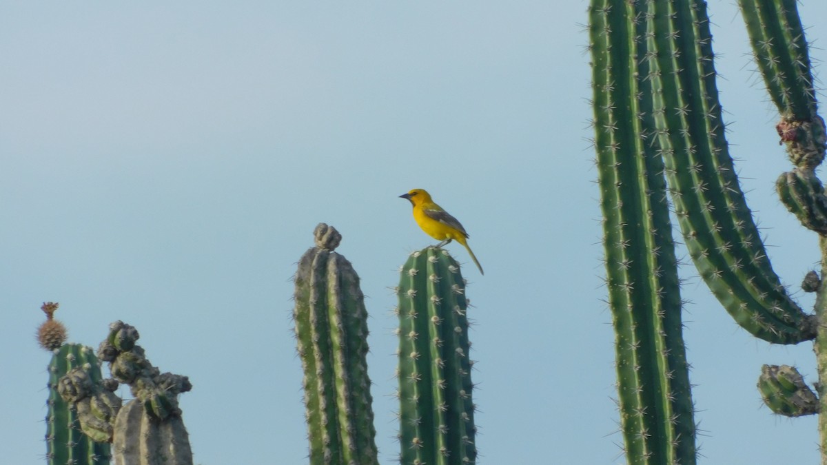 Yellow Oriole - ML612981268