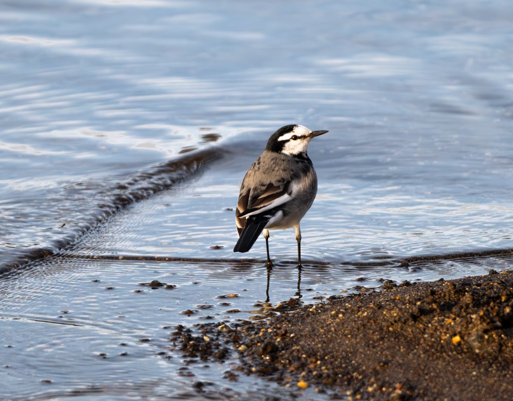 White Wagtail - ML612981292