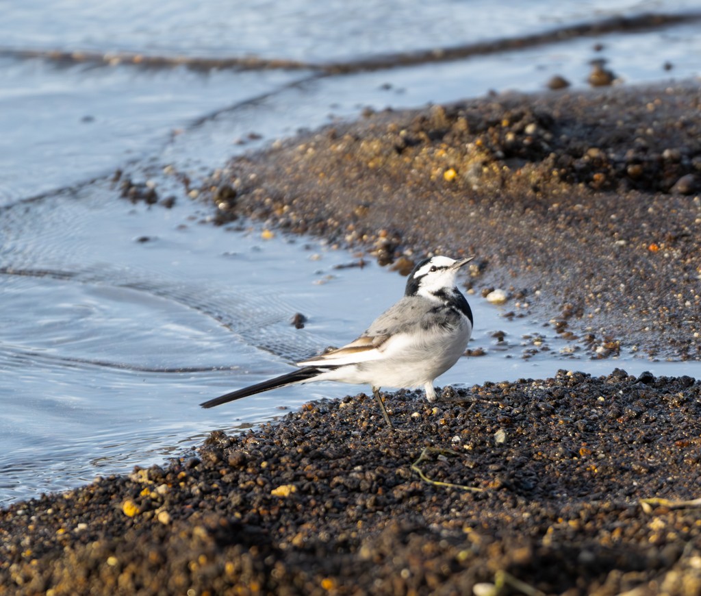 White Wagtail - ML612981293