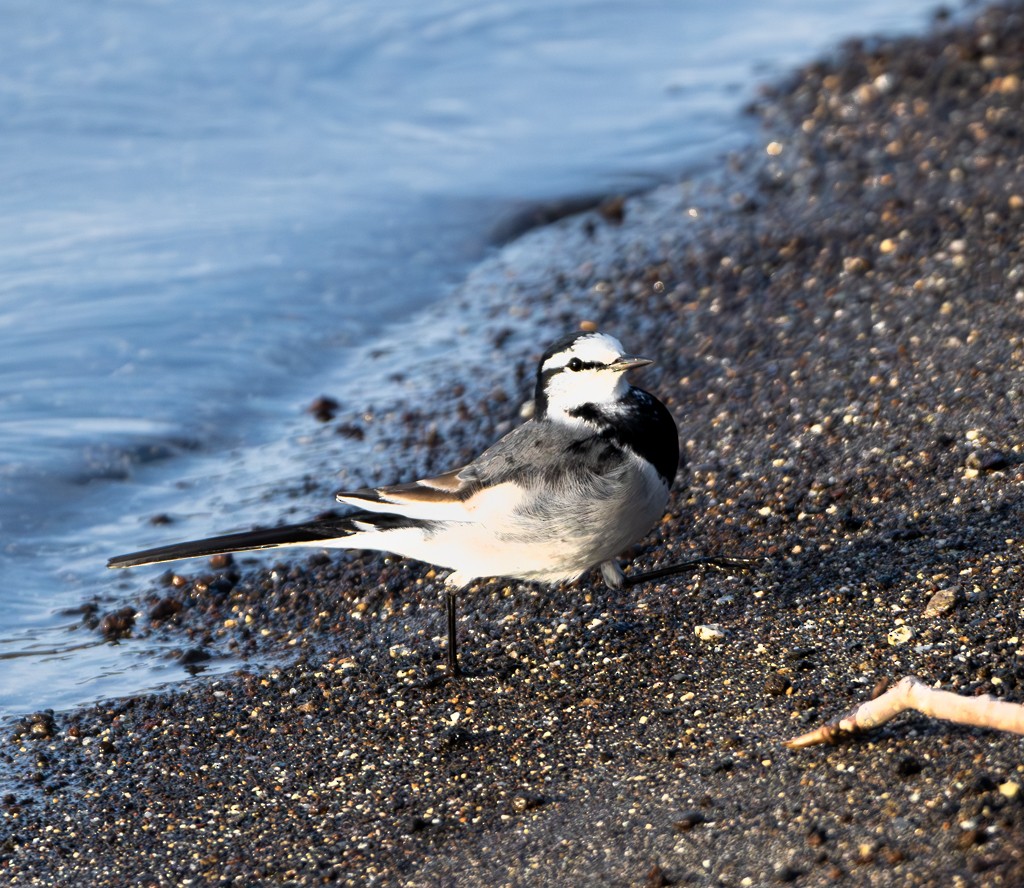 White Wagtail - ML612981294