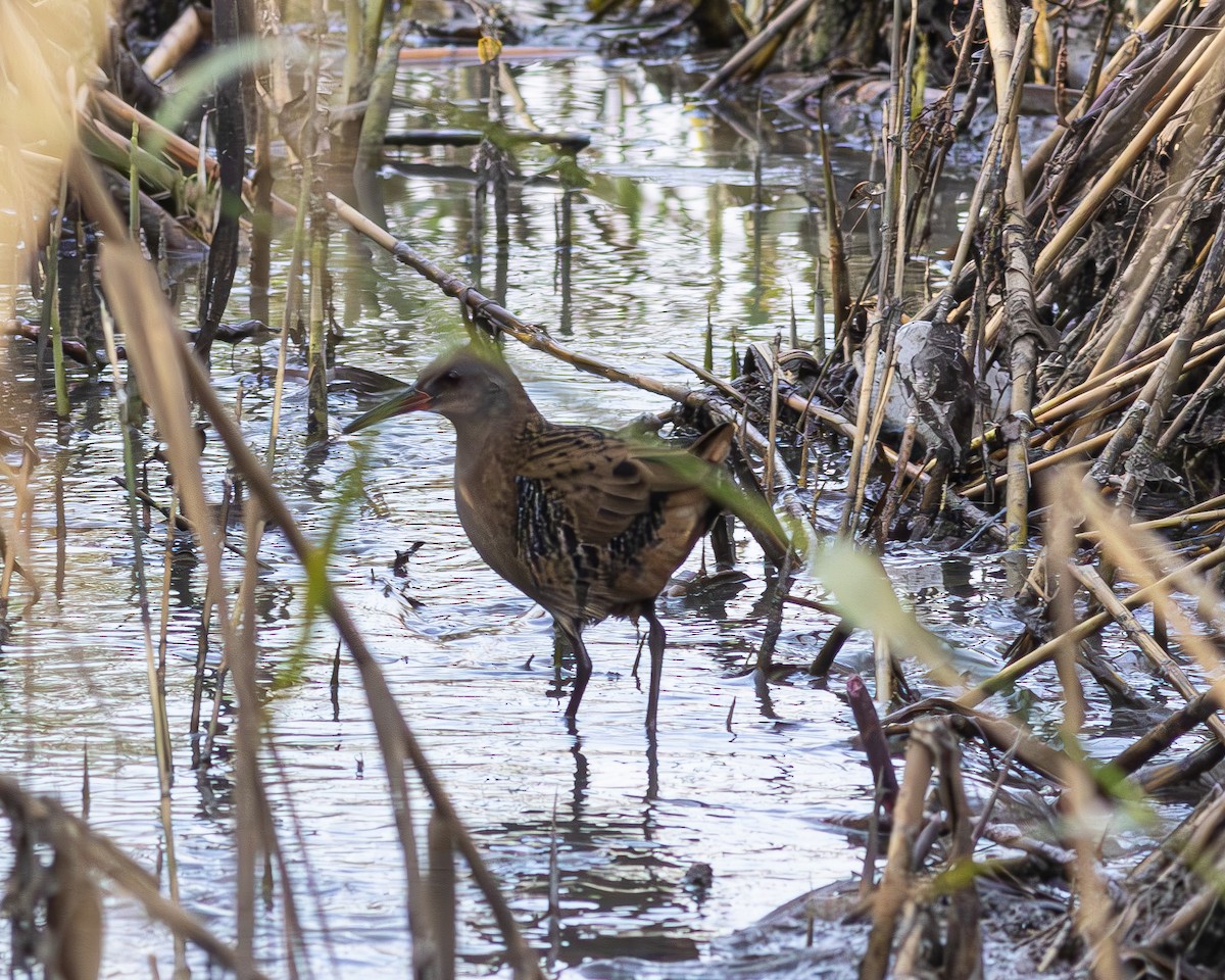 Water Rail - ML612981299