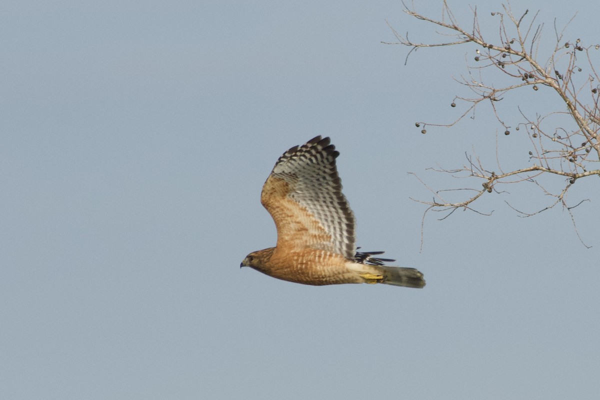 Red-shouldered Hawk - ML612981354