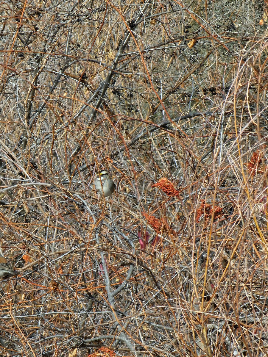 White-throated Sparrow - ML612981435