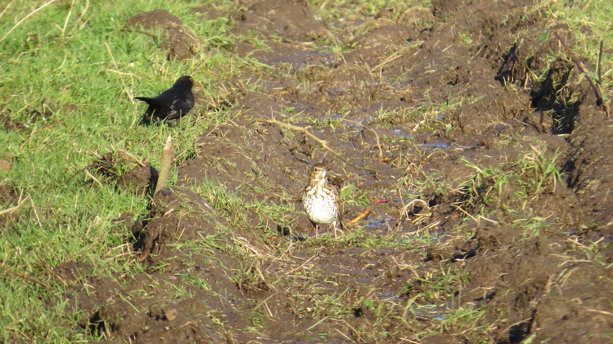 Song Thrush - ML612981450