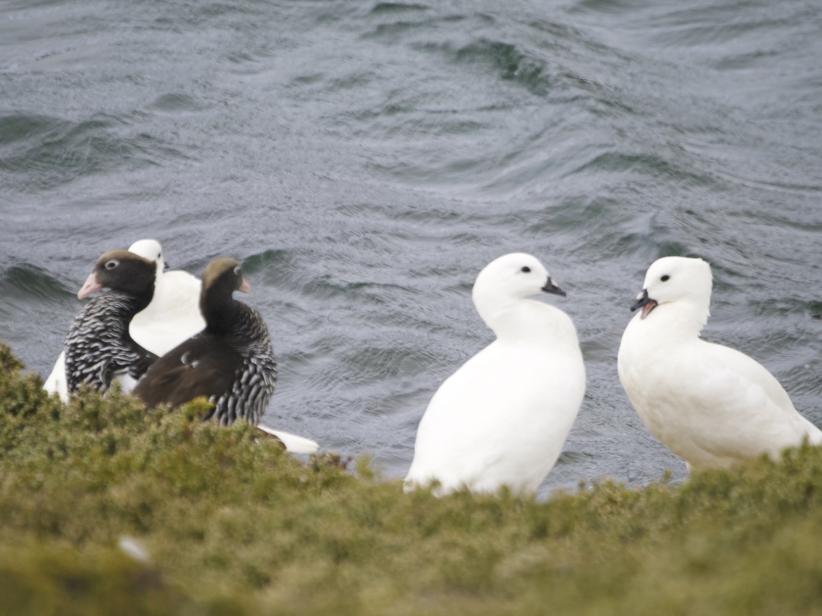 Kelp Goose - ML612981488
