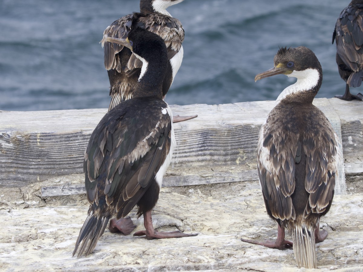 Imperial Cormorant - ML612981502