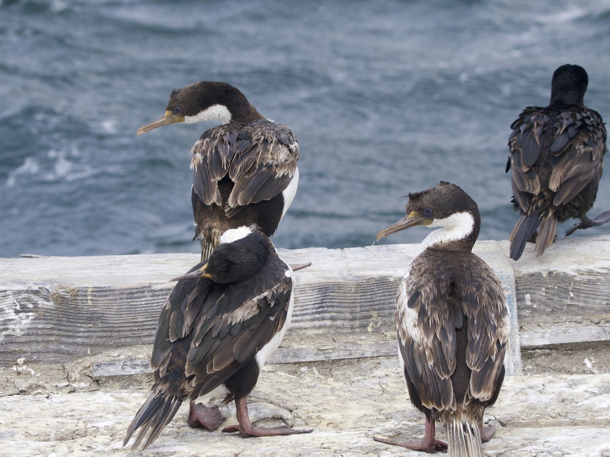 Imperial Cormorant - ML612981503