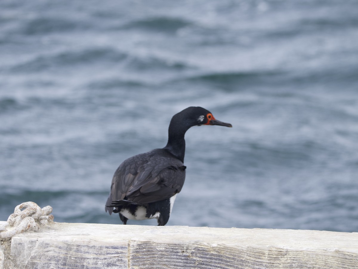 Magellanic Cormorant - ML612981506