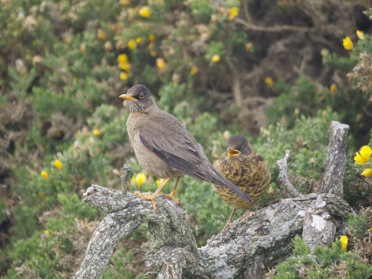 Austral Thrush - ML612981509