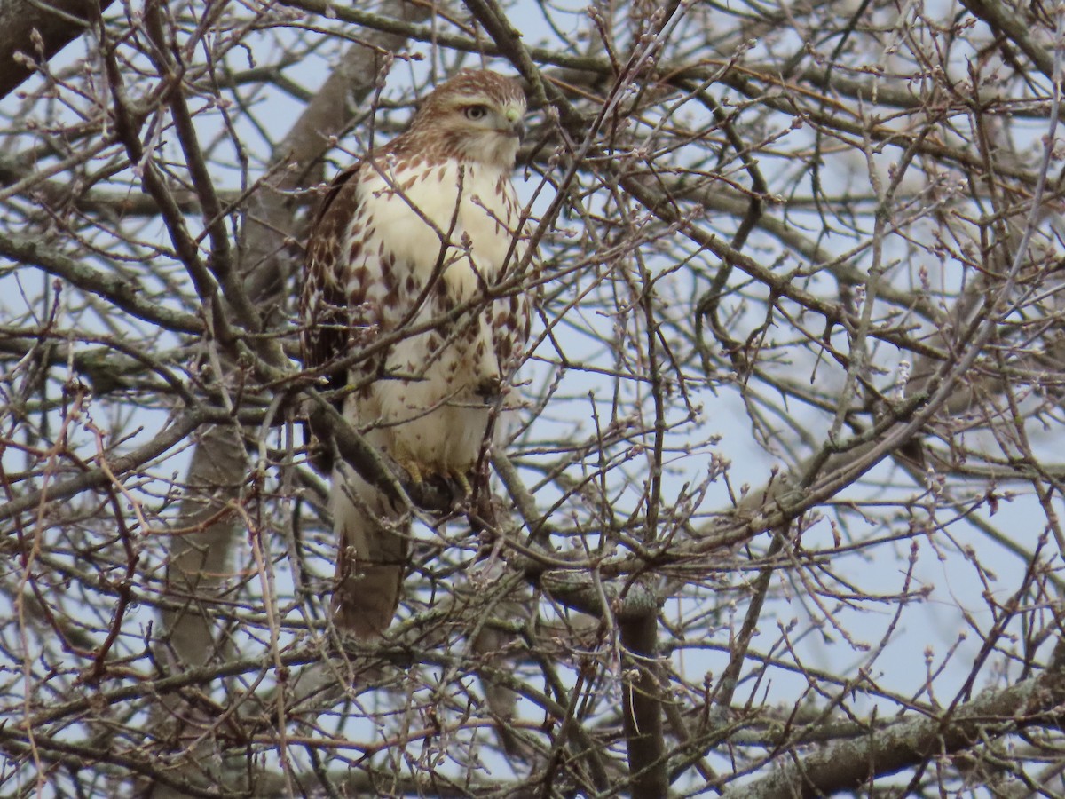 Red-tailed Hawk - ML612981513
