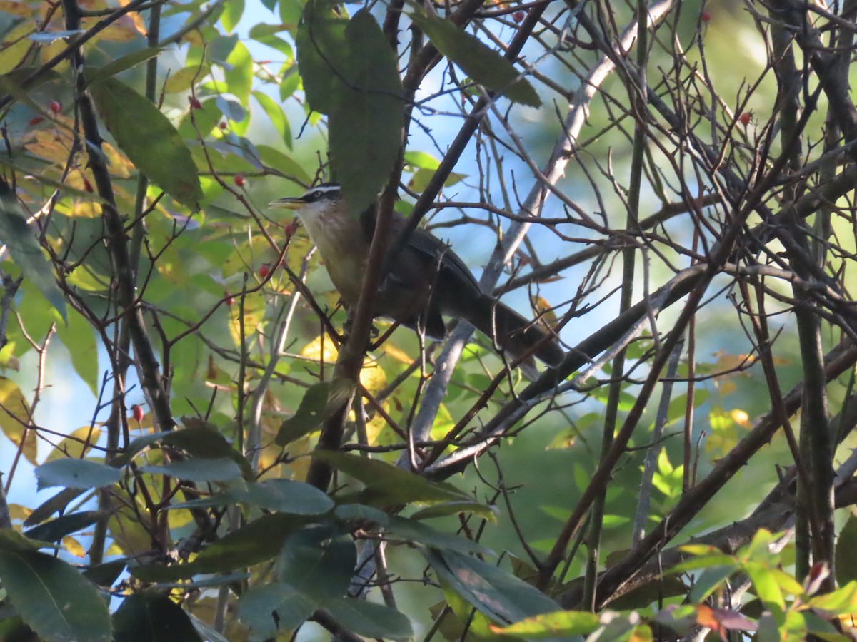 Streak-breasted Scimitar-Babbler - ML612981526