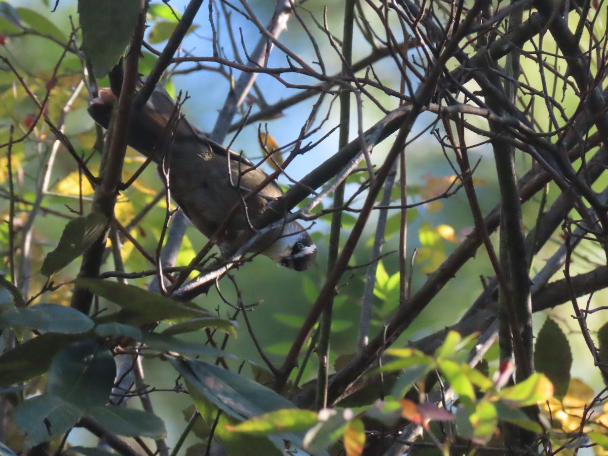 Streak-breasted Scimitar-Babbler - ML612981527