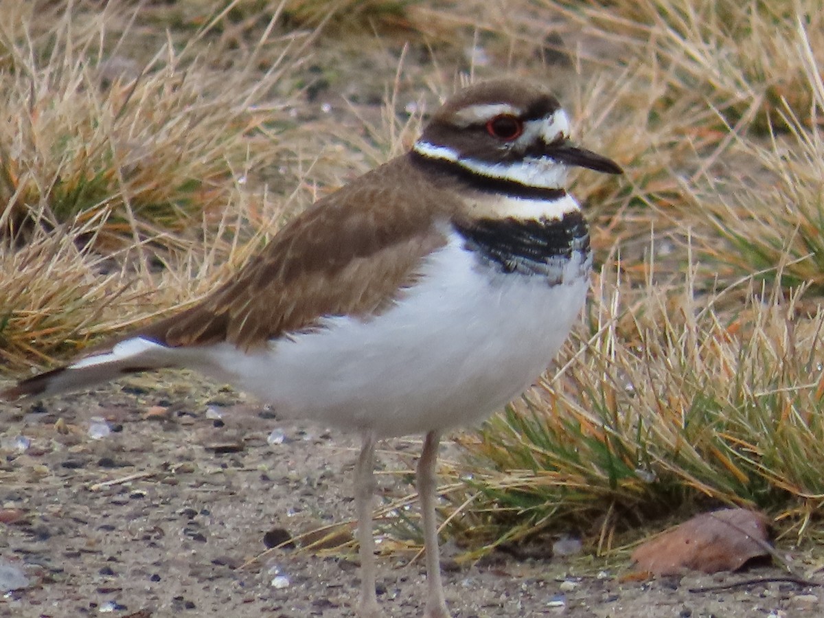 Killdeer - ML612981562