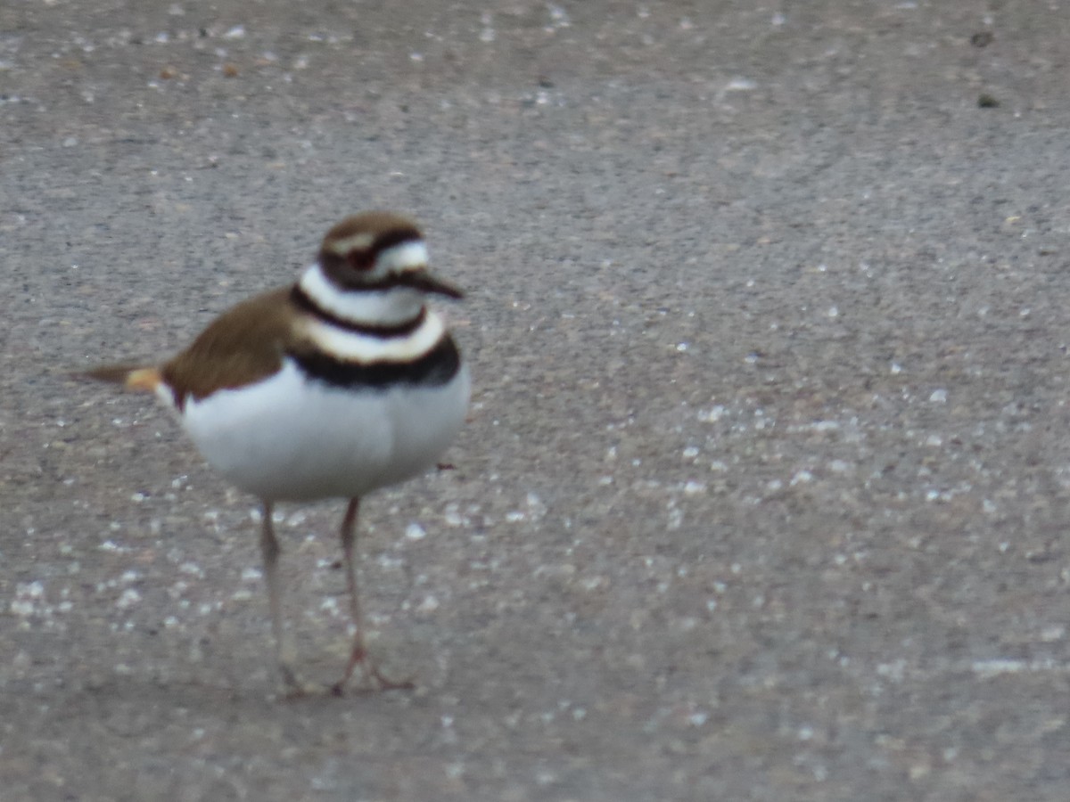 Killdeer - ML612981563