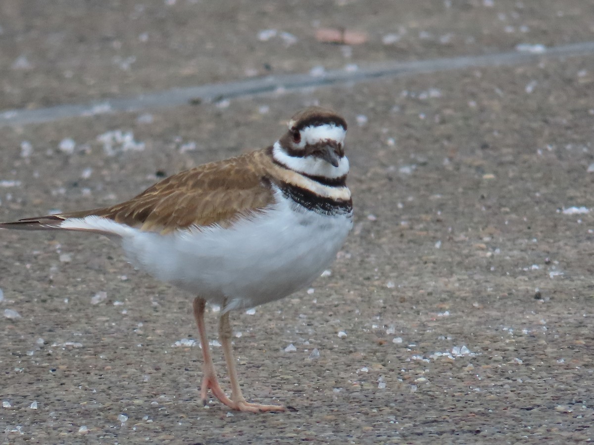 Killdeer - ML612981564