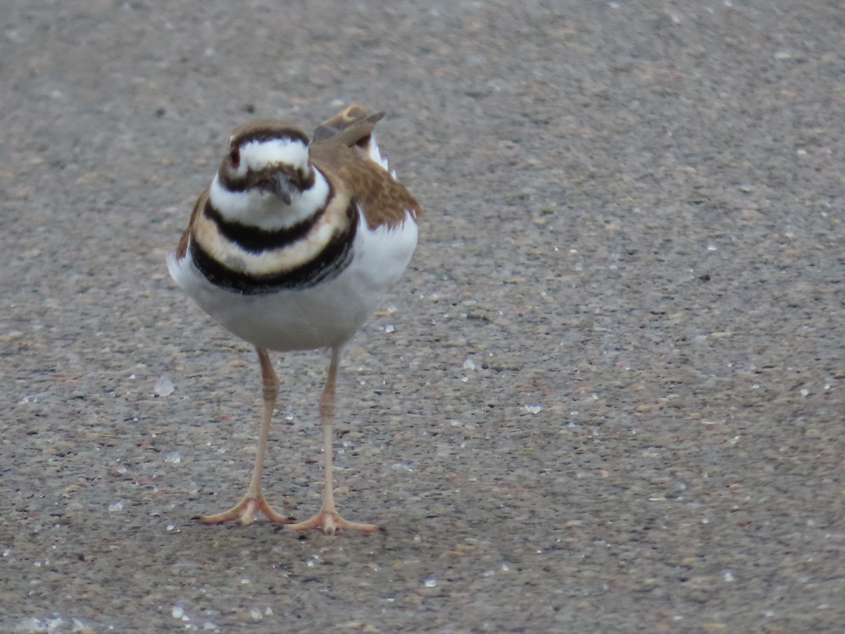 Killdeer - ML612981565