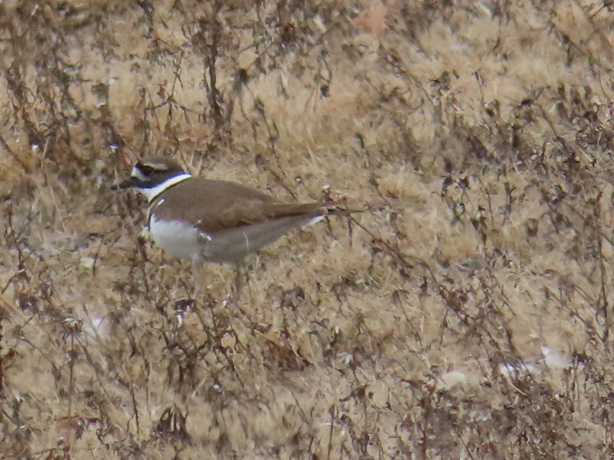 Killdeer - ML612981566