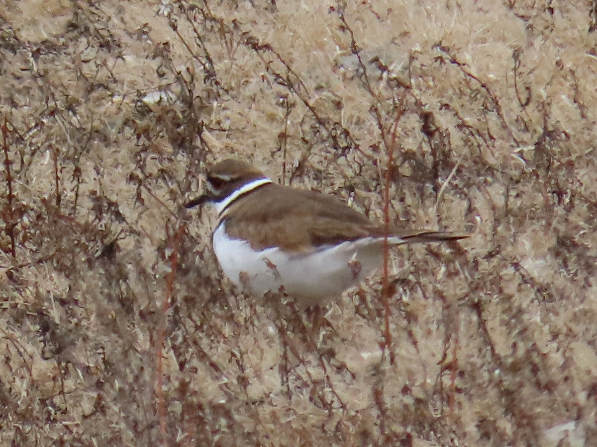 Killdeer - ML612981567