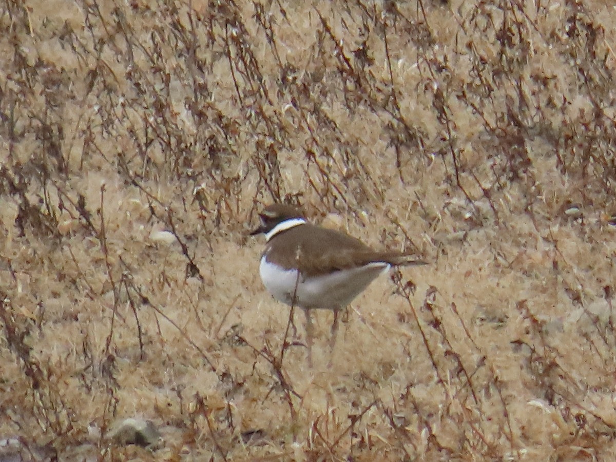 Killdeer - ML612981568