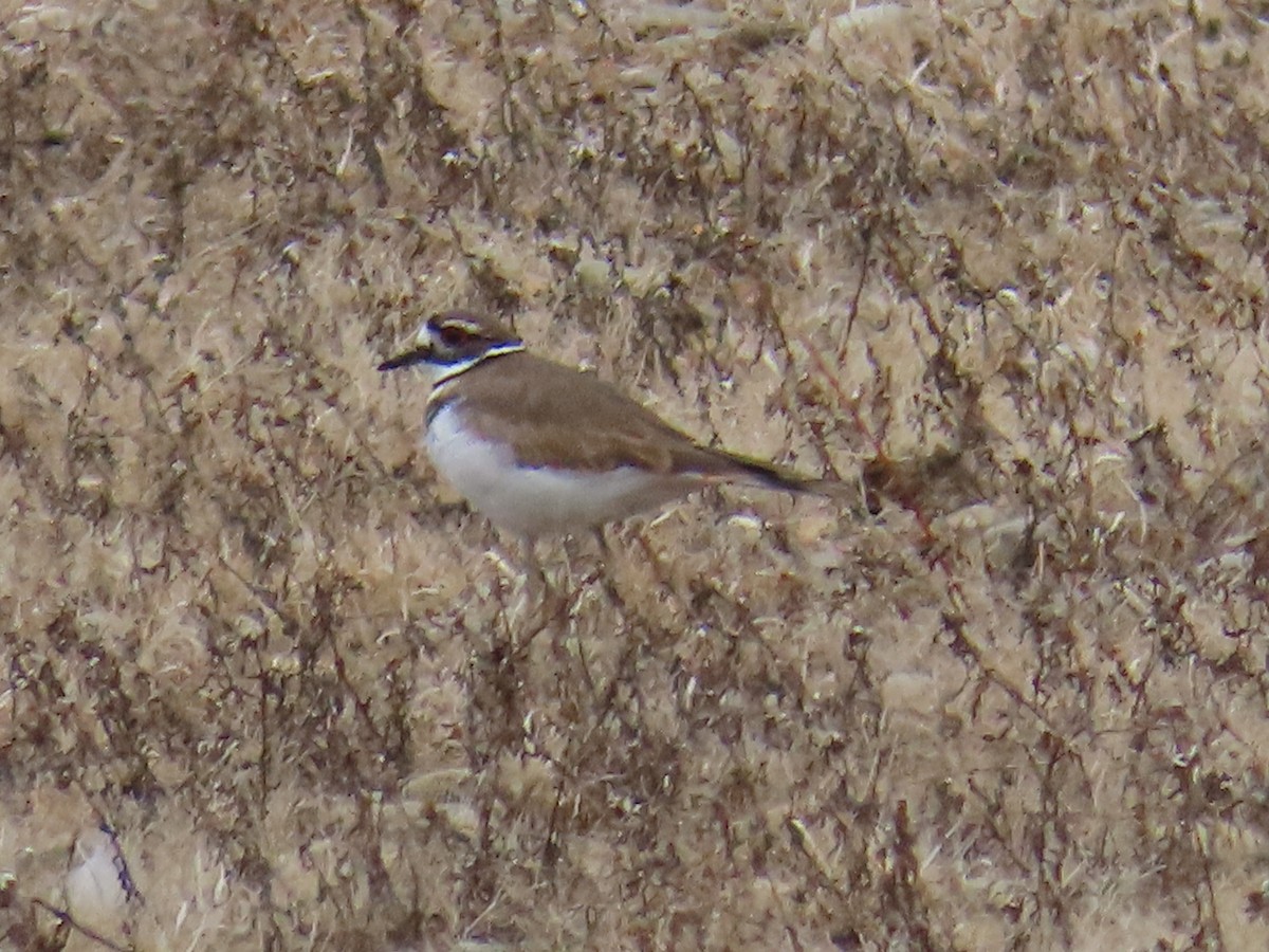 Killdeer - ML612981569