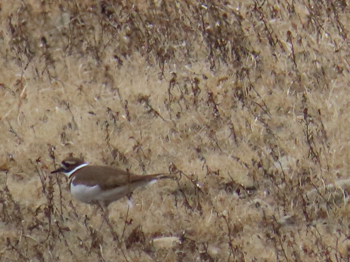 Killdeer - ML612981570