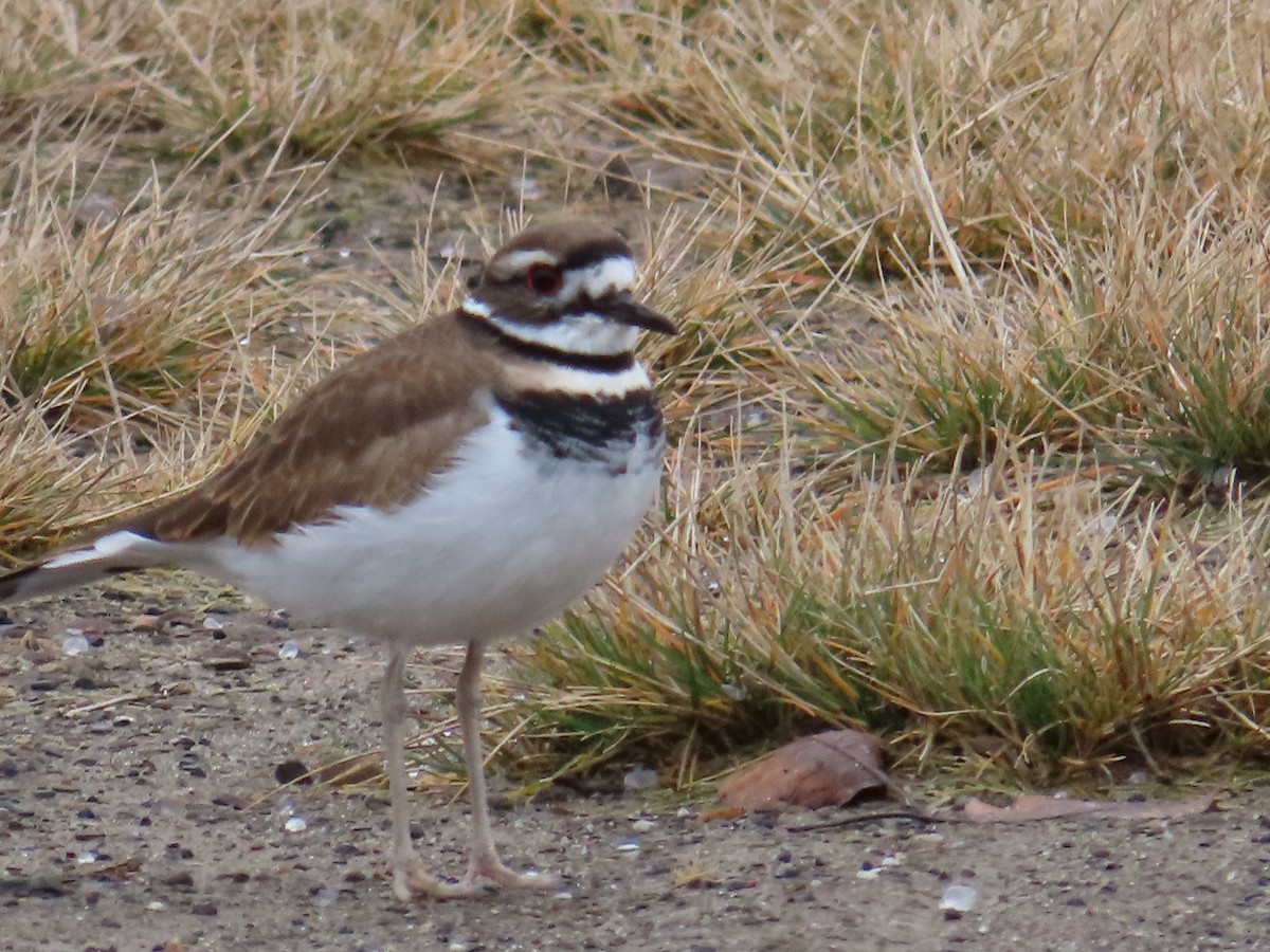 Killdeer - ML612981571