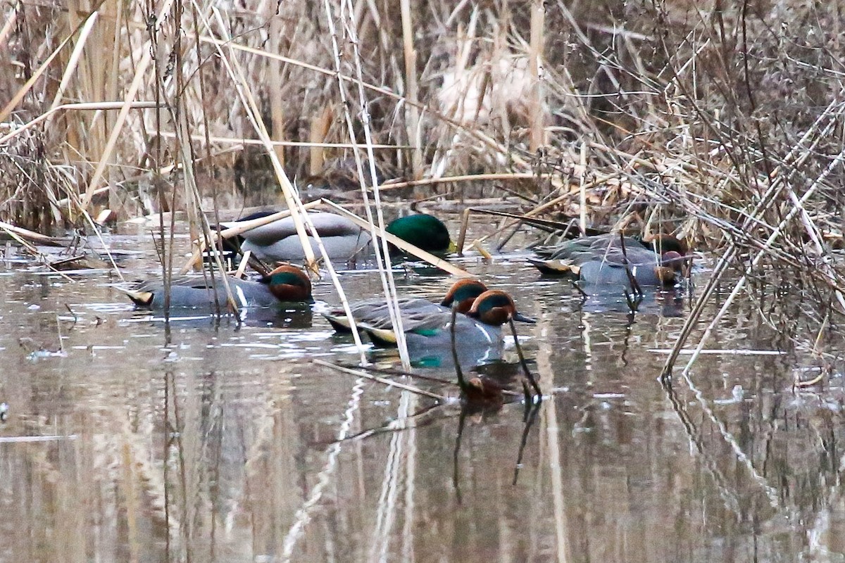 Green-winged Teal - ML612981617
