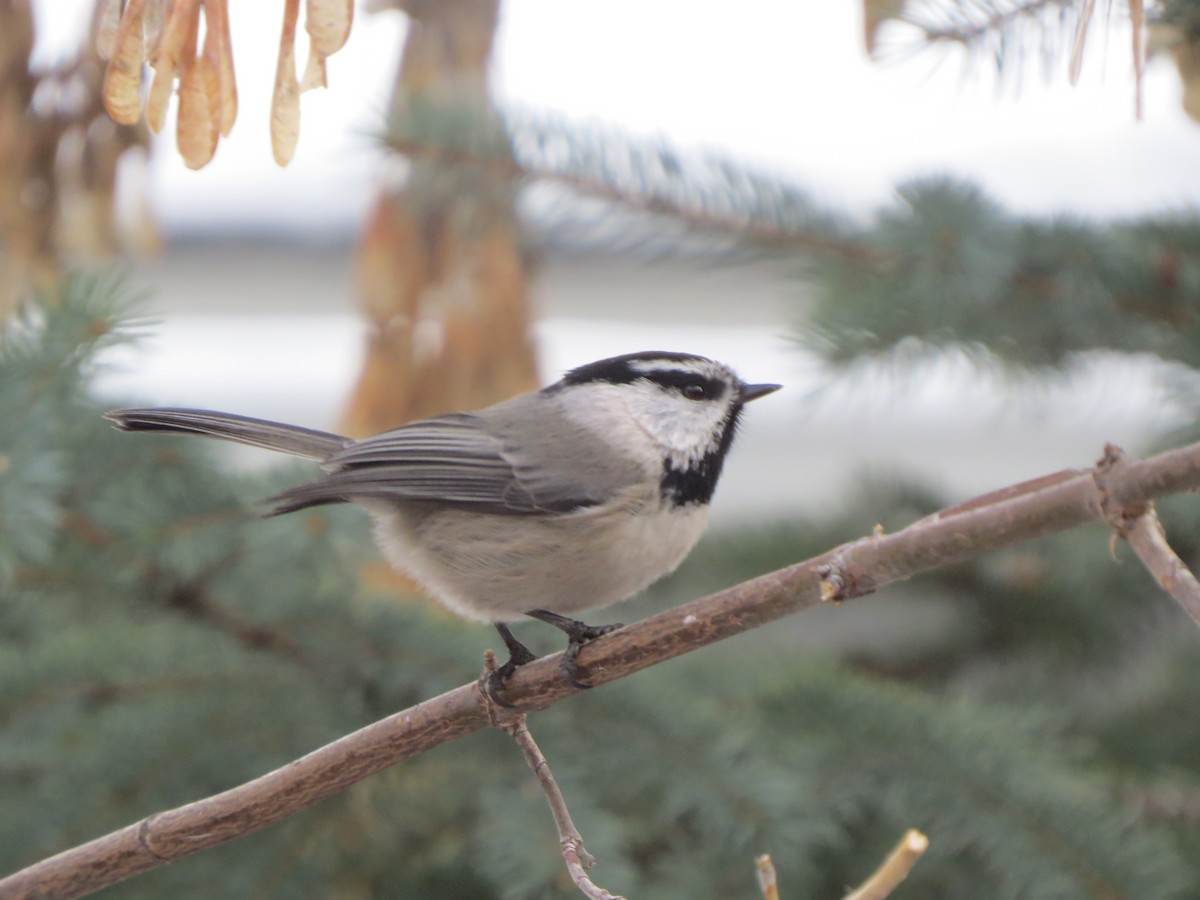 Mountain Chickadee - The Rowes