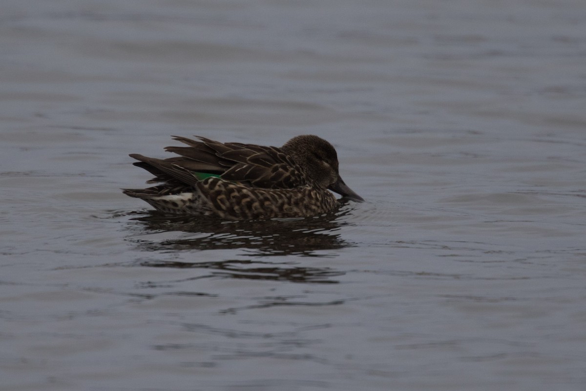 Green-winged Teal - ML612981829