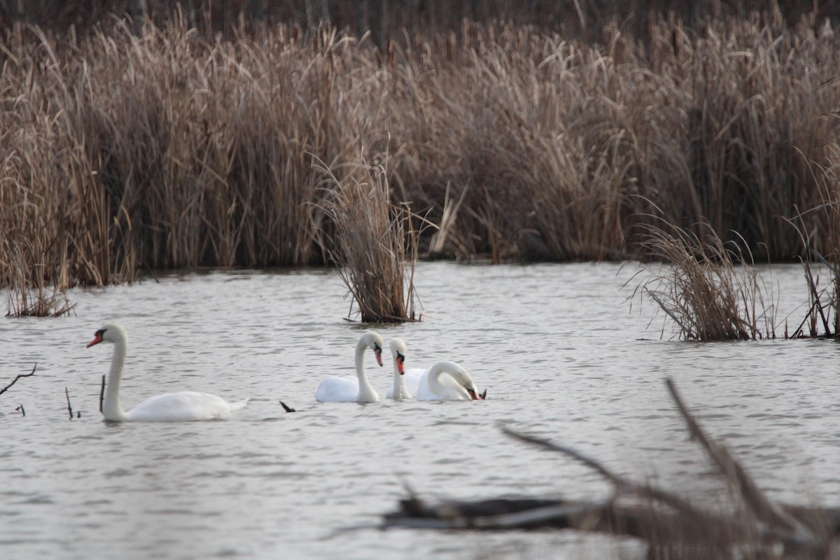 Cygne tuberculé - ML612982144