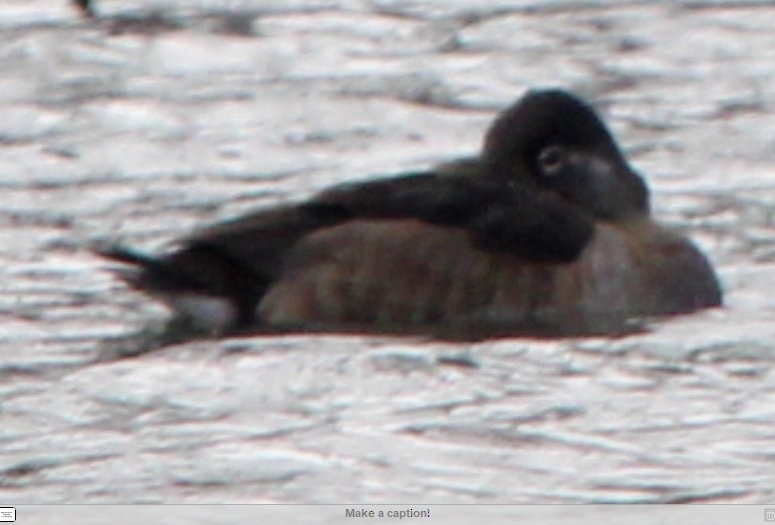 Ring-necked Duck - Paula Wilson