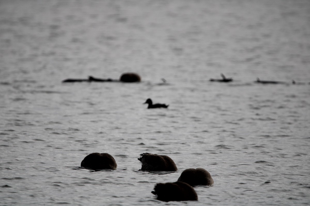 Ring-necked Duck - ML612982181