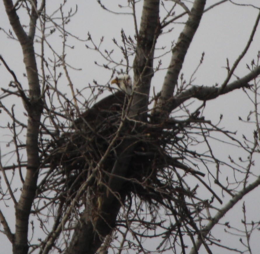 Bald Eagle - ML612982198