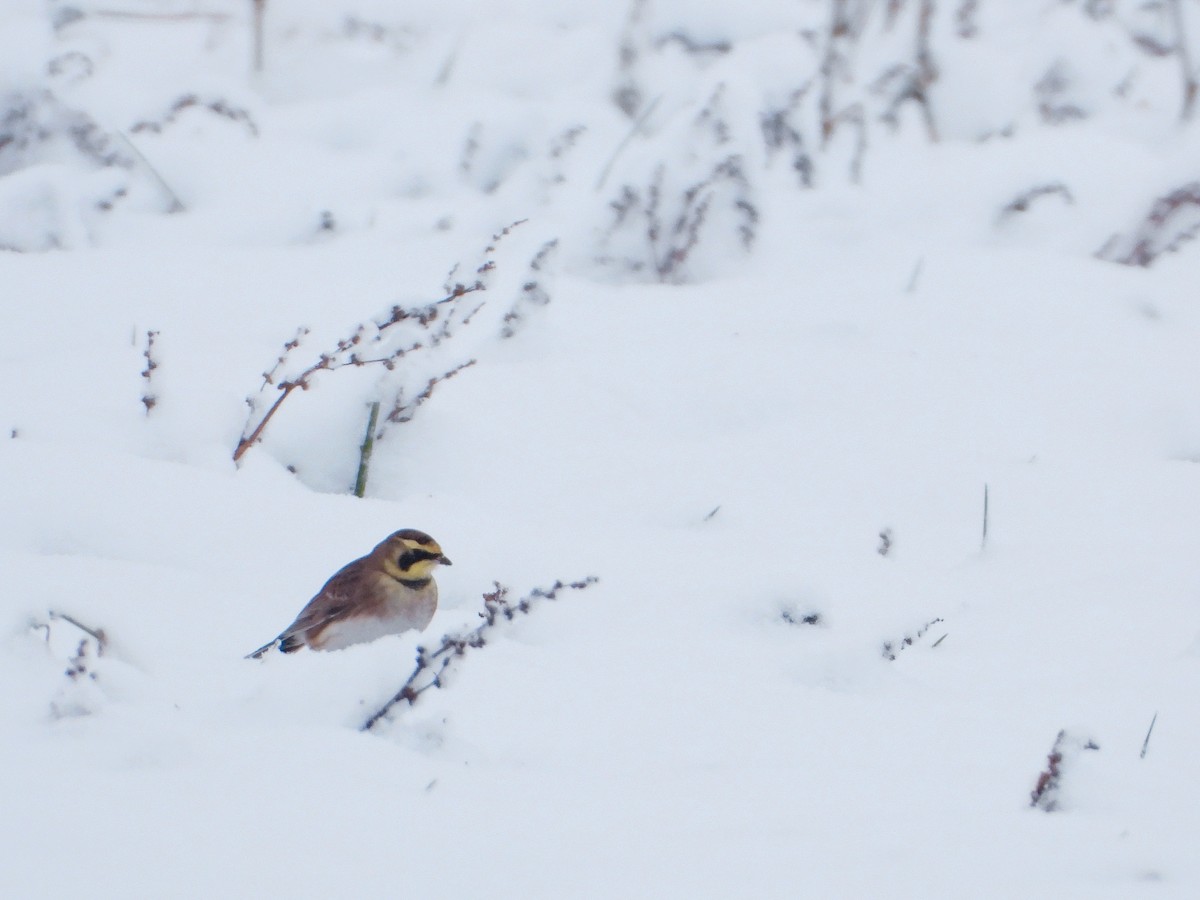 Horned Lark - Eugene Misiuk🦉