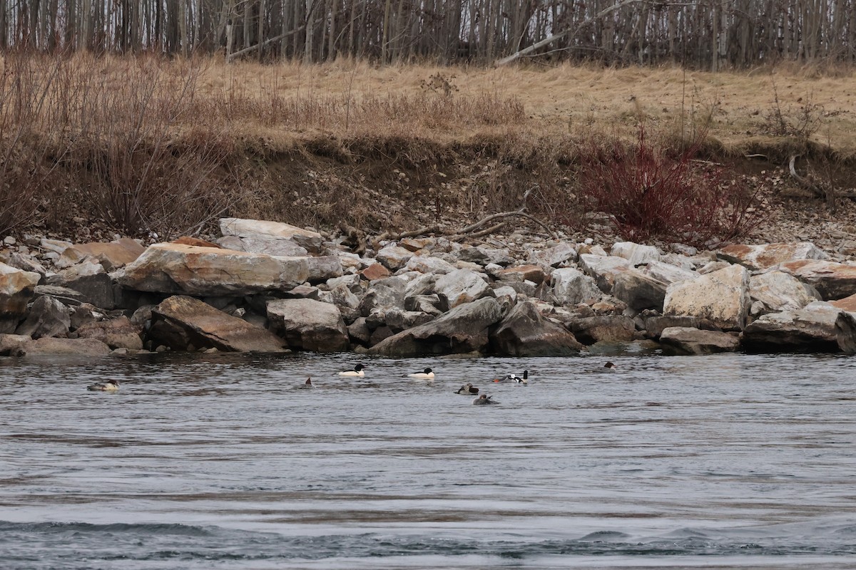 Common Merganser - ML612982238