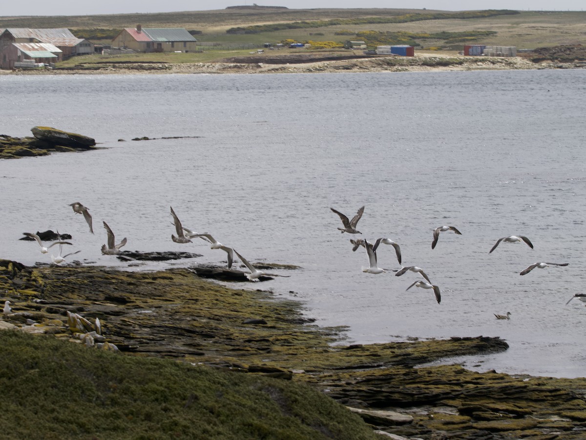 Kelp Gull - ML612982240