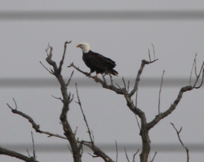 Bald Eagle - ML612982243