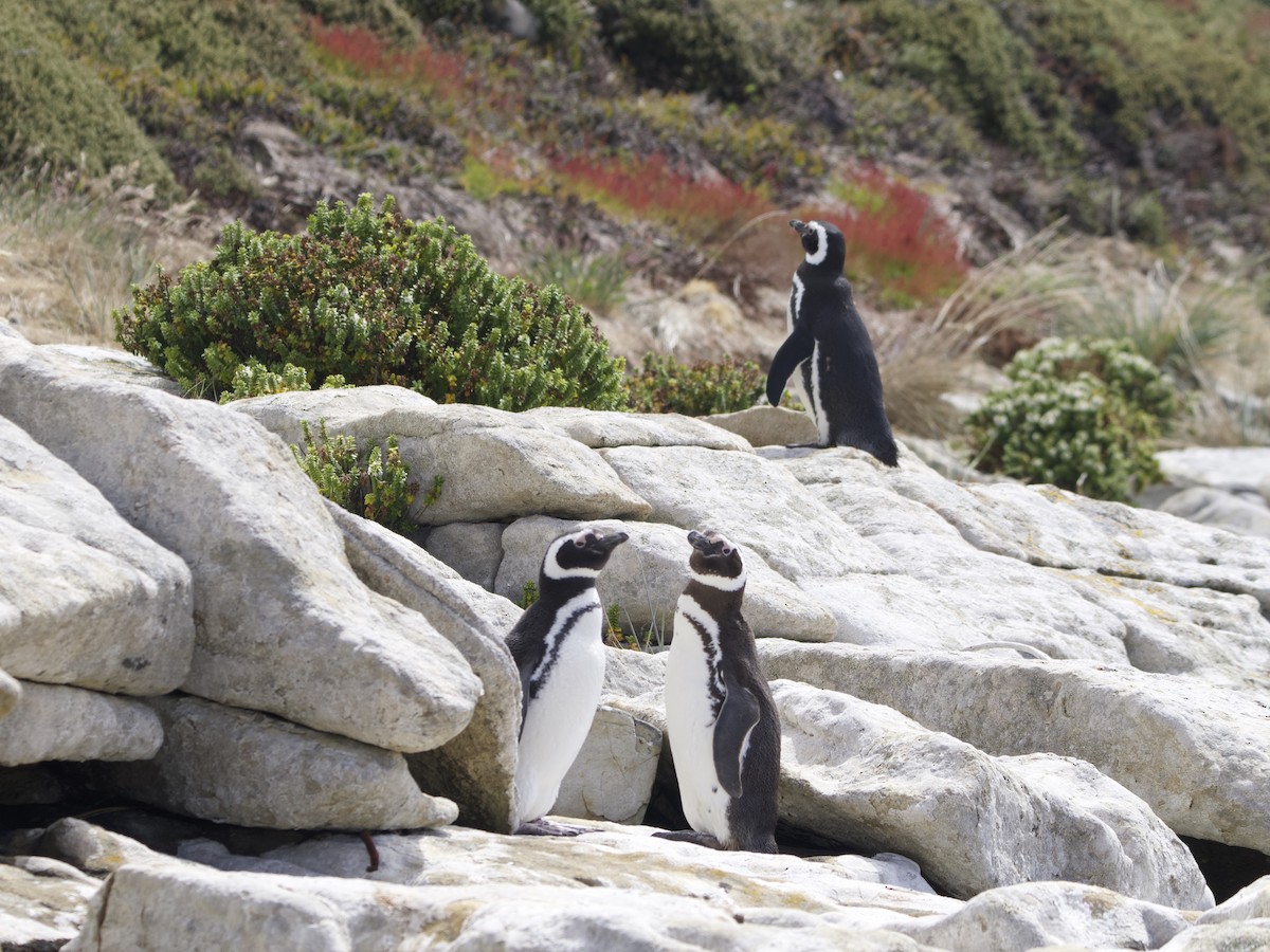 Magellanic Penguin - ML612982256