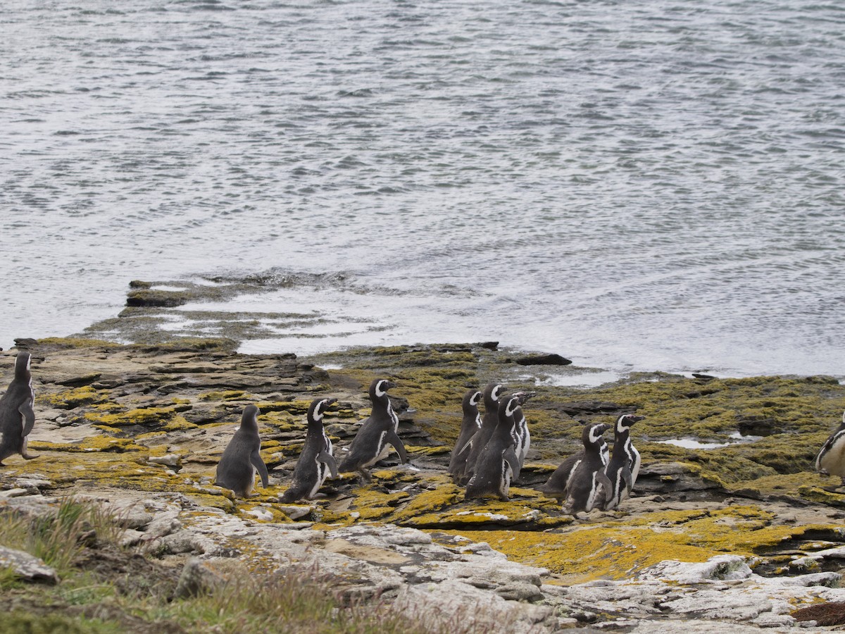 Magellanic Penguin - ML612982258