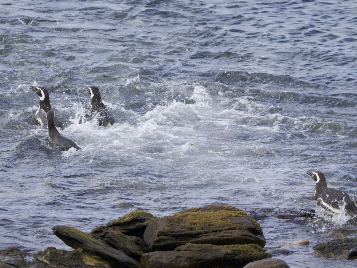Magellanic Penguin - ML612982259
