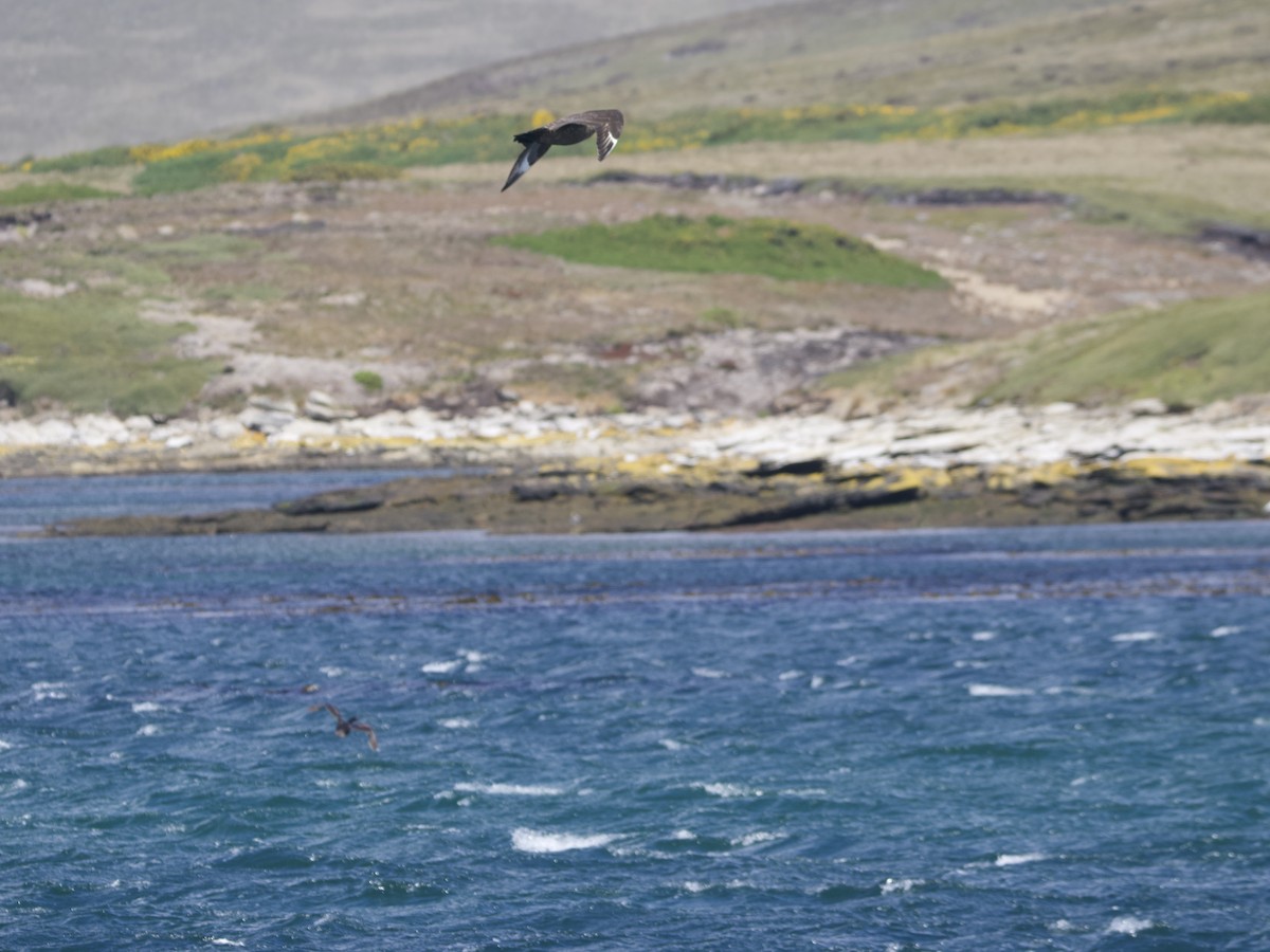Brown Skua - ML612982265