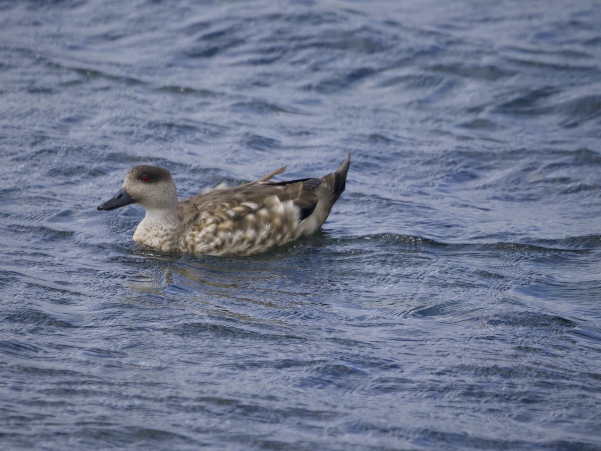 Crested Duck - ML612982271