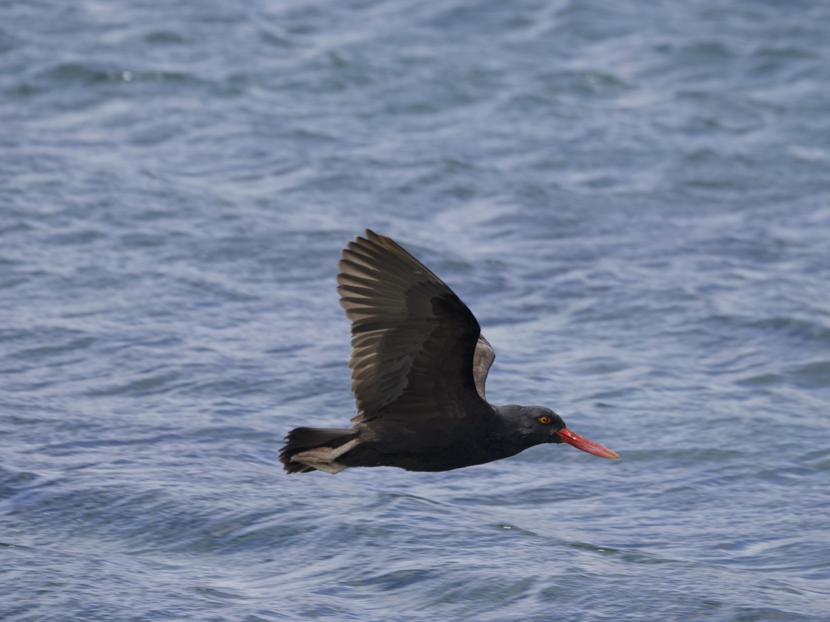 Blackish Oystercatcher - ML612982277