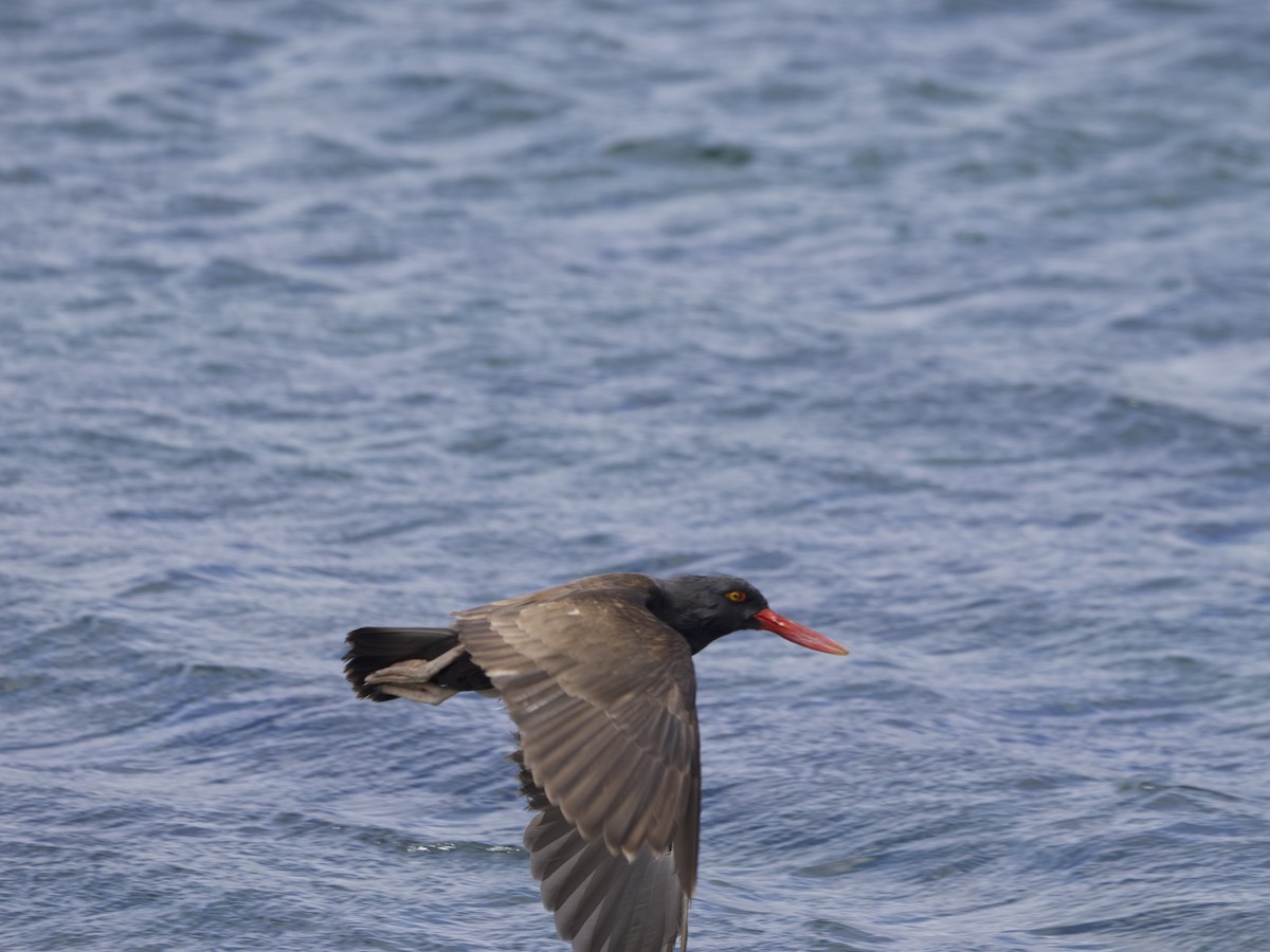 Blackish Oystercatcher - ML612982279