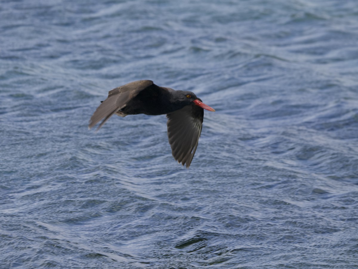 Blackish Oystercatcher - ML612982280