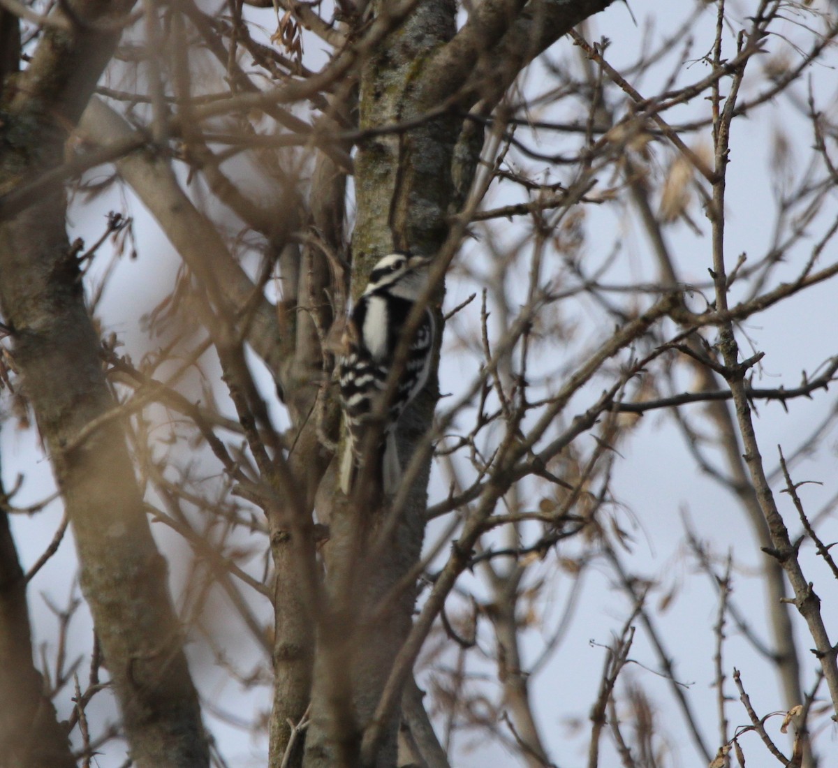 Downy Woodpecker - ML612982323