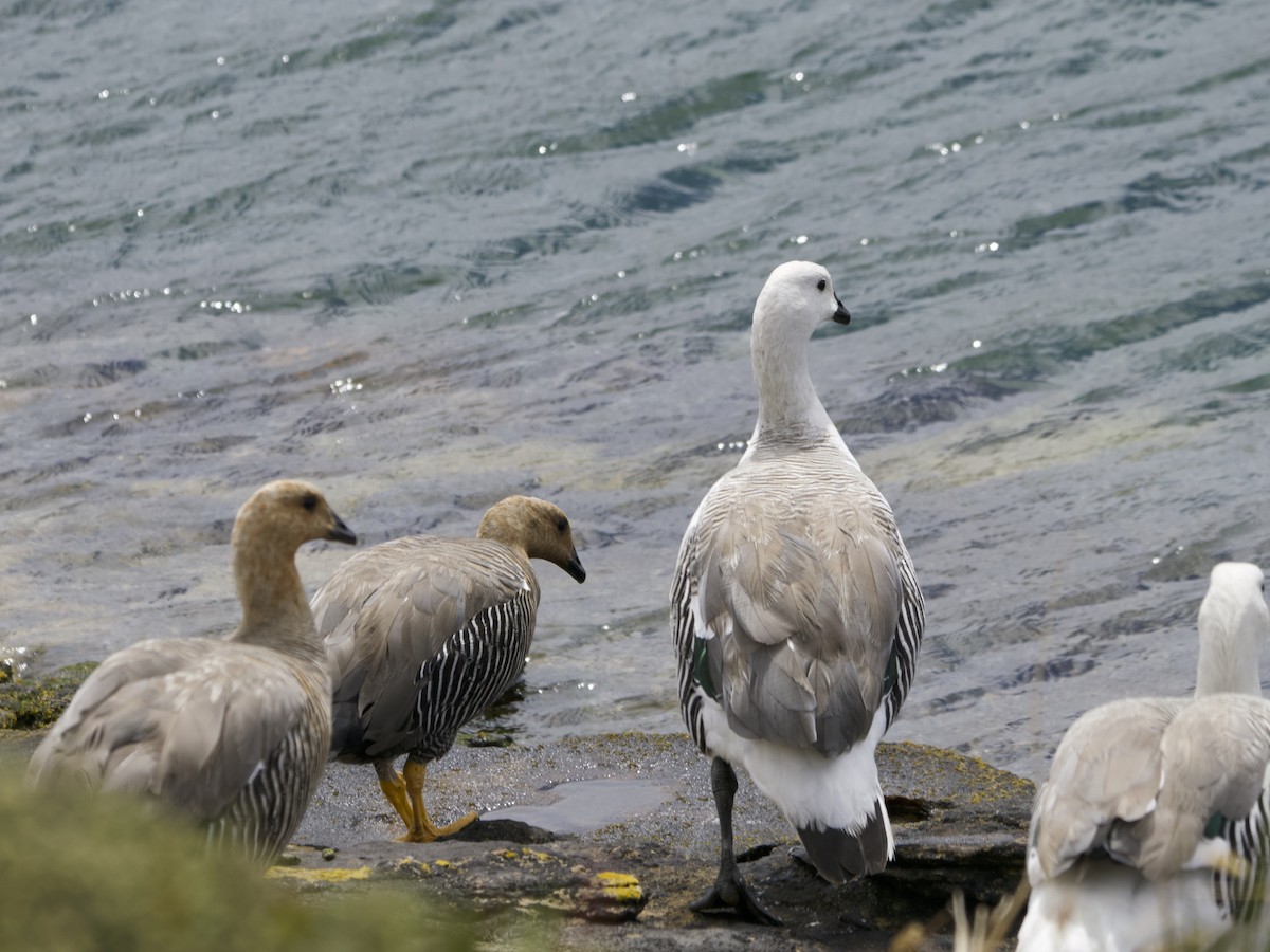 Upland Goose - ML612982327
