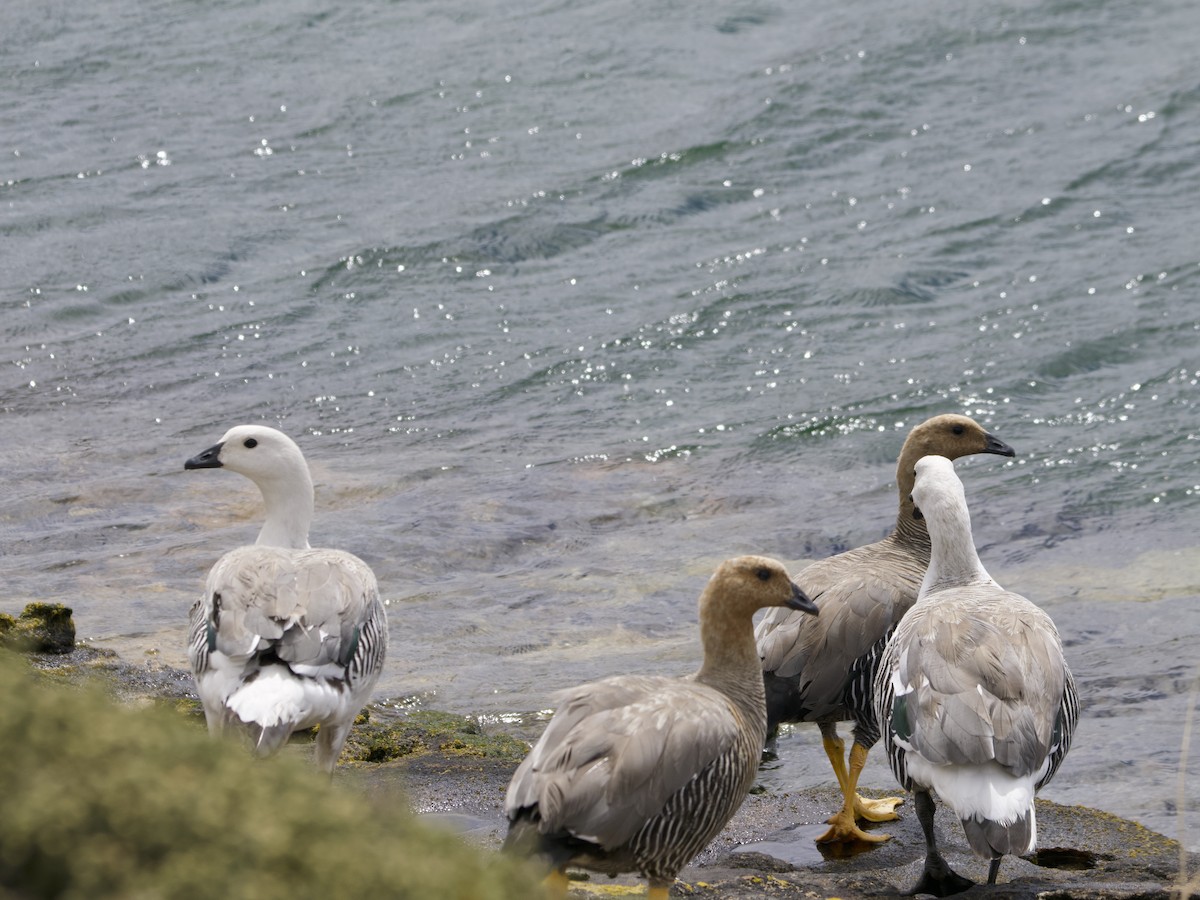 Upland Goose - ML612982328